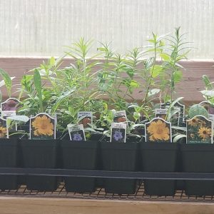 Woodland Shade Garden Kit