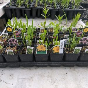 butterfly garden kit