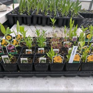 pollinator garden kit