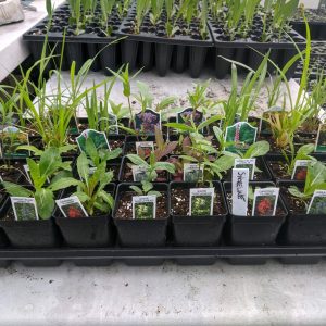 Shoreline Garden Kit