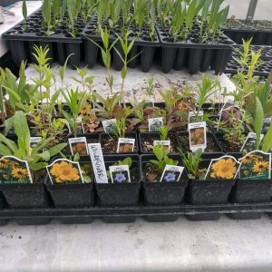 Wildflower Garden Kit