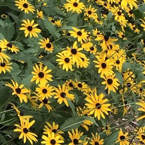 Black eyed Susan