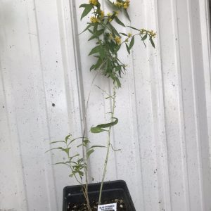 blue-stemmed goldenrod