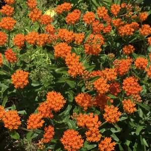 butterfly weed