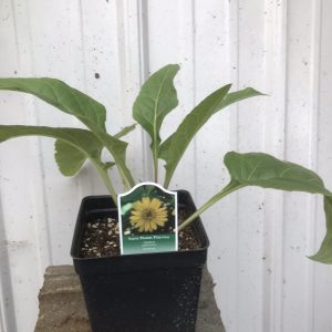 Cup plant