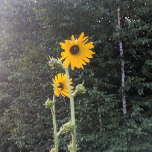 downy sunflower