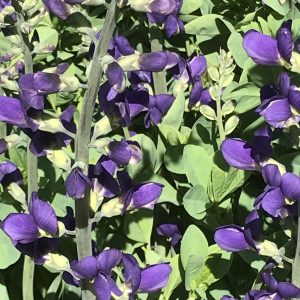 false blue indigo