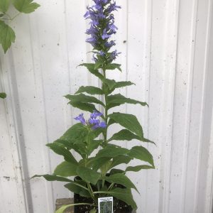Great blue lobelia