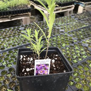 new england aster