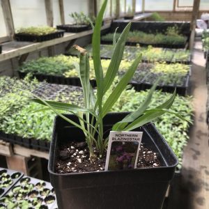 northern blazing star