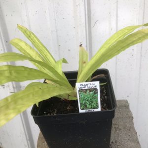 plantain leaf sedge