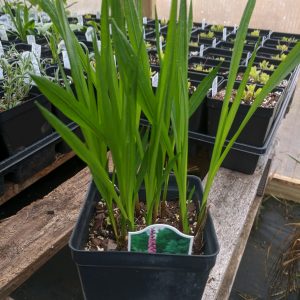 prairie blazing star