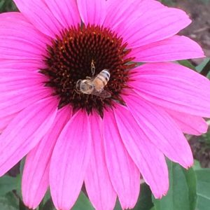purple coneflower