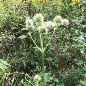 Rattlesnake master