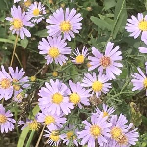 smooth blue aster