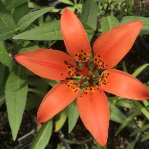 wood lily