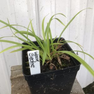 wood sedge