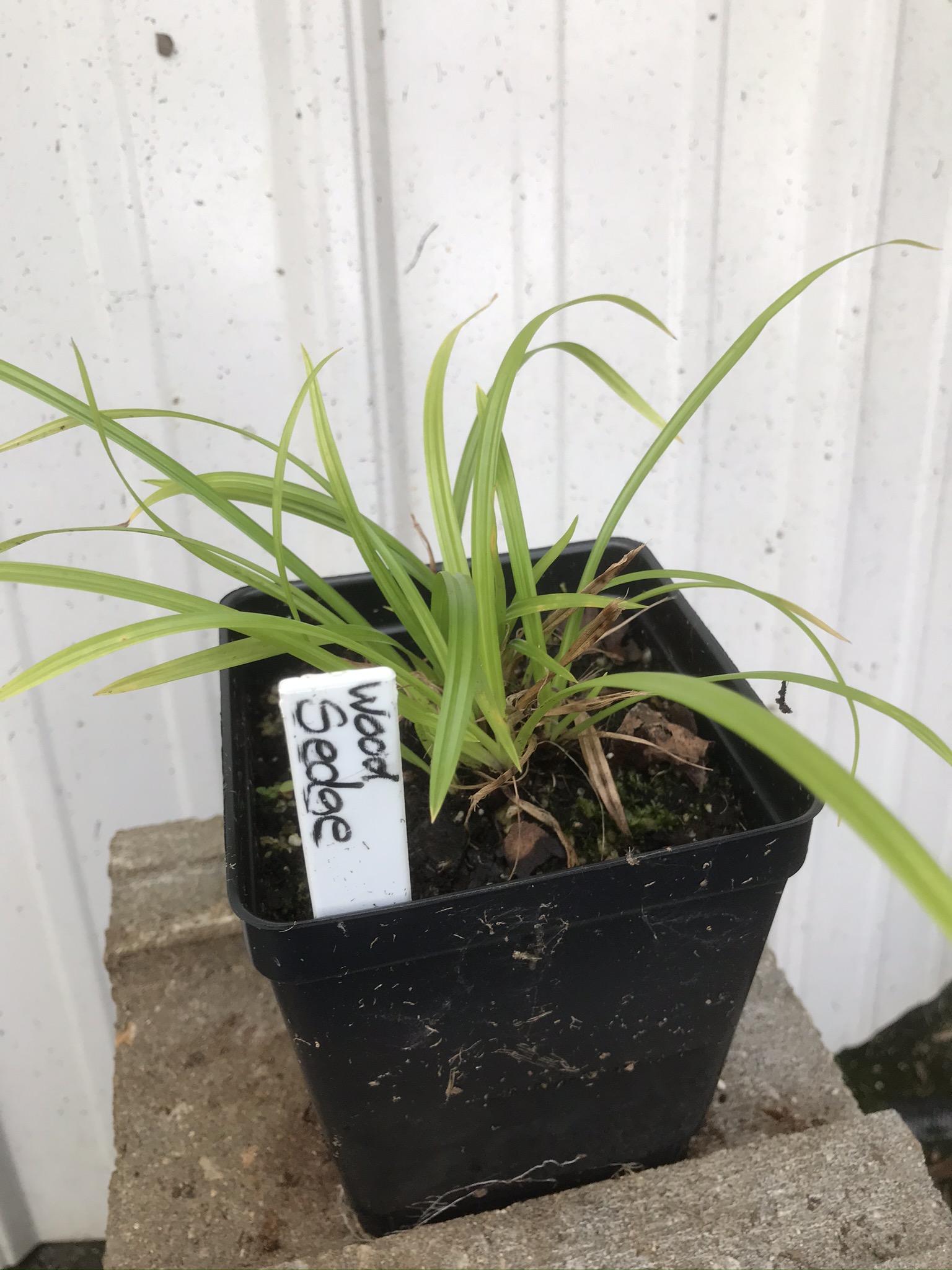 wood sedge