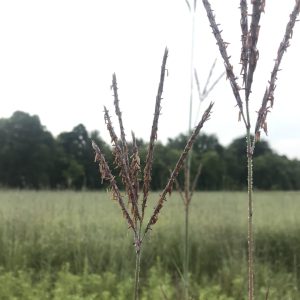 big bluestem