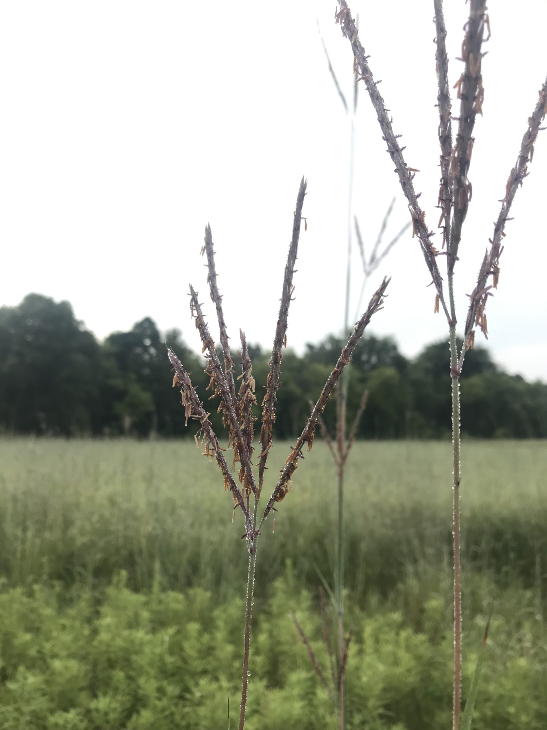 big bluestem
