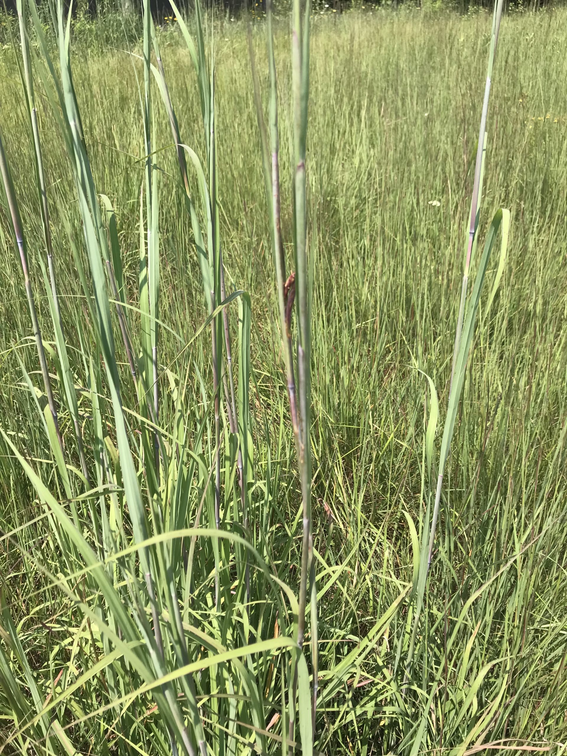Big Bluestem, Andropogon Gerardii - Image 2