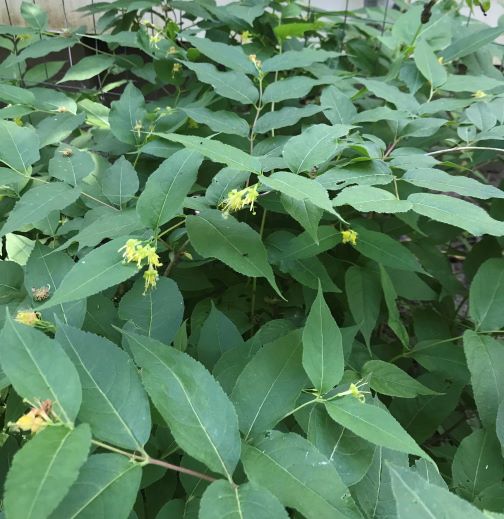 Bush Honeysuckle, Diervilla lonicera - Image 2