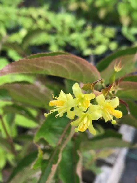 Bush honeysuckle