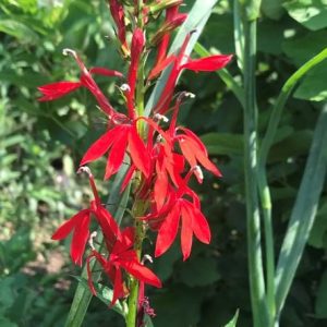 Cardinal flower