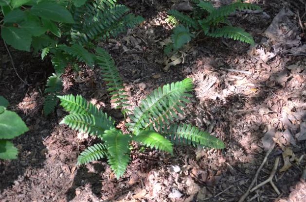 christmas fern