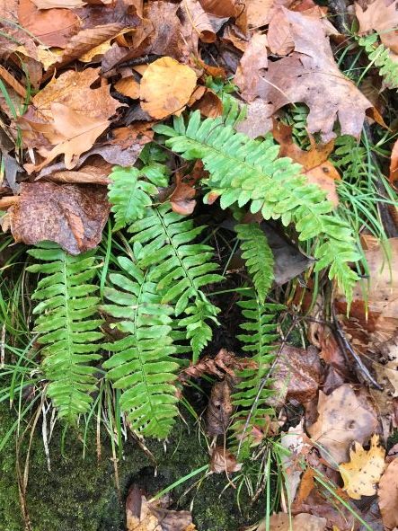 Christmas Fern, Polystichum Acrostichoides - Image 2