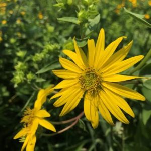 Compass plant