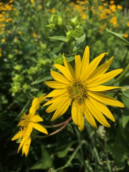 Compass plant