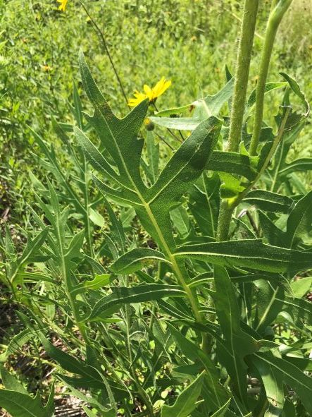 Compass Plant, Silphium laciniatum - Image 2