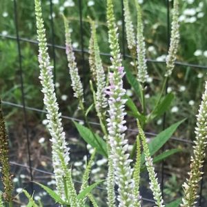Culver's root