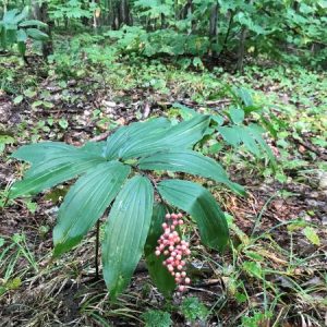 false Solomon's seal