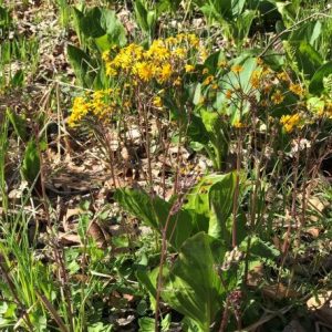 golden ragwort