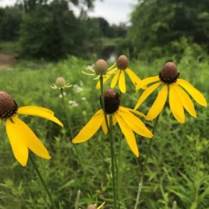grey-headed coneflower