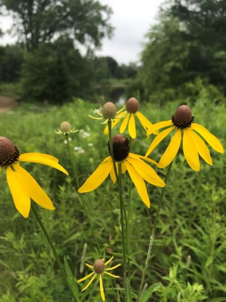 grey-headed coneflower
