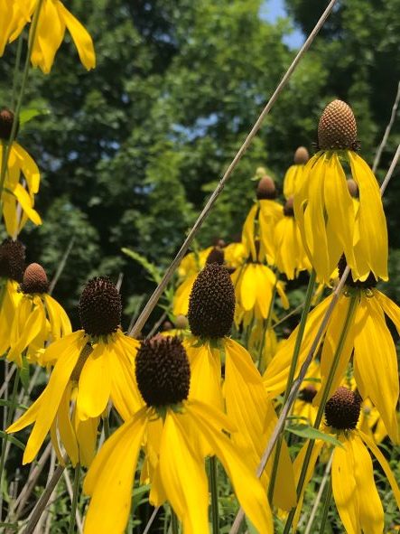 Gray-headed Coneflower, Ratibida pinnata - Image 2