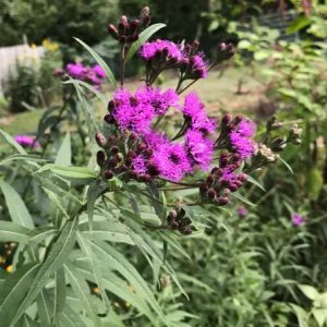 Ironweed