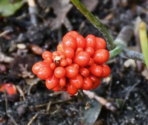 Jack-in-the-Pulpit, Arisaema Triphyllum - Image 2