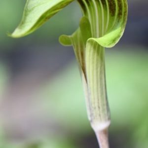 Jack-in-the-pulpit