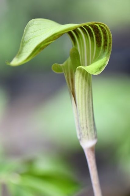 Jack-in-the-pulpit