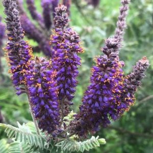 Leadplant
