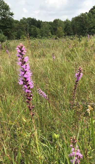 Marsh Blazing Star, Liatris spicata - Image 2