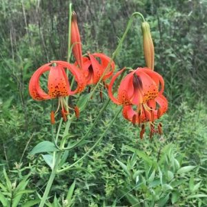 Michigan lily