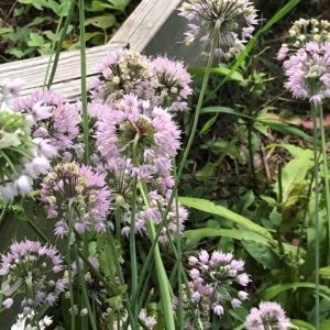 Nodding wild onion