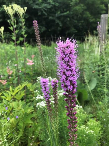Prairie Blazing Star, Liatris pycnostachia - Image 3