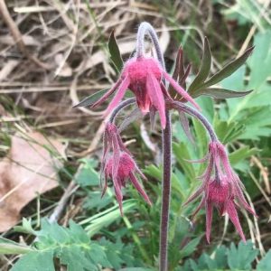 Prairie Smoke