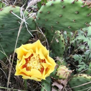 prickly pear